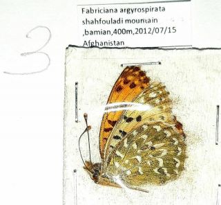 Nymphalidae Argynnis Argyrospilata Male A1 Afghanistan,  Top Rare