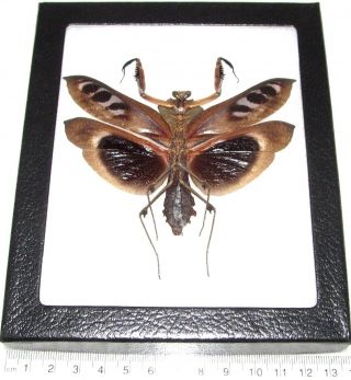 Deroplatys Dessicata Male Real Framed Praying Mantis Black Death Mantis