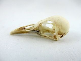Wattled Starling (creatophora Cinerea) Small Bird Skull Taxidermy Real