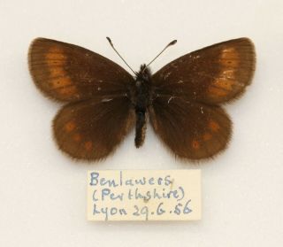 Small Mountain Ringlet - An Old Male From Ben Lawes,  Perthshire 1956