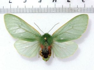 Arctiidae Zygaenidae Noctuidae Moths Sp.  102,  Honduras.  54 Mm Large Female