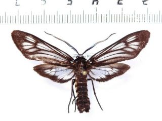 Arctiidae Zygaenidae Noctuidae Moths Sp.  115,  Bhutan.  49 Mm Very Rare Large
