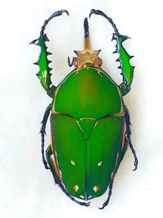 Mecynorrhina Torquata Male Very Big 74mm,  Cetonidae Cameroon