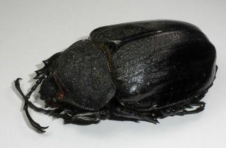 Dynastidae,  Megasoma Ramirezorum Female (very Rare)