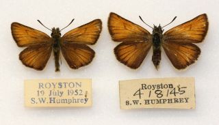 Essex Skipper - An Old Pair From Royston,  1945 & 1952 By S.  W.  Humphrey