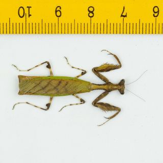 Mantis - Acromantis Sp (female) - Tapah Hills - Malaysia - 4810