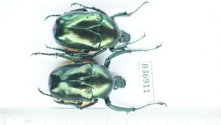 B36911 - Jumnos Ruckeri Species? Beetles.  Ha Giang Vietnam
