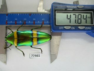 77461 Buprestidae,  Chrysochroa Viridisplendens.  Vietnam South.  47mm