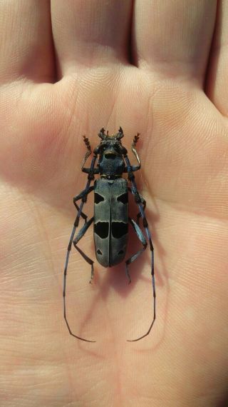Coleoptera Cerambycidae Rosalia Alpina A1 / Male / 35 Mm / Slovakia