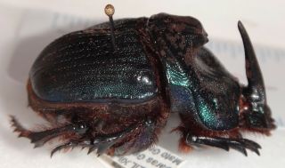 Scarabaeidae Coprophanaeus Ensifer 38.  6mm Brazil Du - 5 Dung Beetle Heliocopris