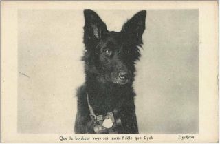 Dyck Belgian Sheepdog Shepherd Malinois Groenendael Dog Postcard