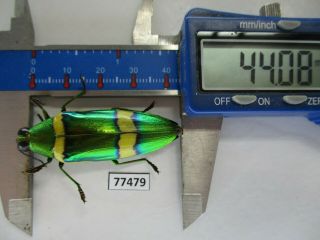 77479 Buprestidae,  Chrysochroa Viridisplendens.  Vietnam South.  44mm