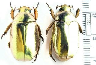 Scarabaeidae,  Rutelinae Chrysina Kalinini Sp.  N.  2019 Panama Topotype Pair
