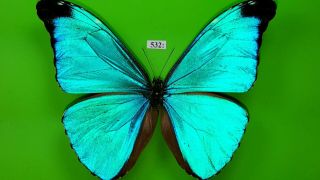 Morphidae Morpho Absoloni Male From Peru Mounted 532