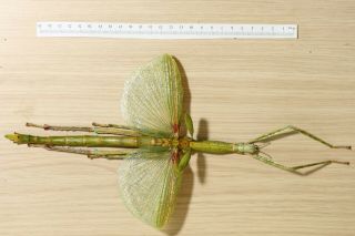 Phasmidae.  Eurycnema Versirubra.  Female.  Spread Wings.  " Freeze Dried "