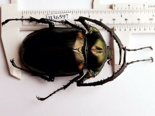 B36597 - Dynastidae: Cheirotonus Jansoni Ps.  Beetles Cao Bang Vietnam 71mm