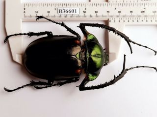 B36601 - Dynastidae: Cheirotonus Jansoni Ps.  Beetles Cao Bang Vietnam 72mm