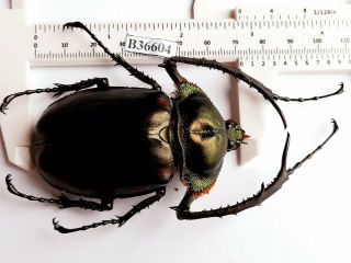 B36604 - Dynastidae: Cheirotonus Jansoni Ps.  Beetles Cao Bang Vietnam 72mm