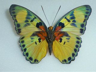 Fantastic Euphaedra Adonina Female Nymphaliidae Nymphalidae Cameroon