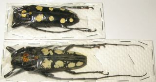 Batocera Roylei Male 57mm Female 54mm (cerambycidae)