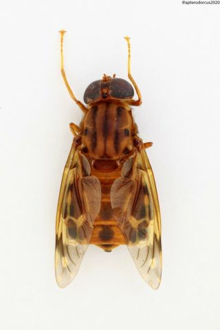 Diptera,  North South America