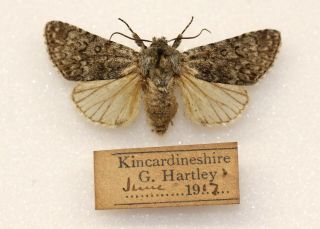 Sweet Gale Moth - A Very Rare Example From Kincardineshire,  1917
