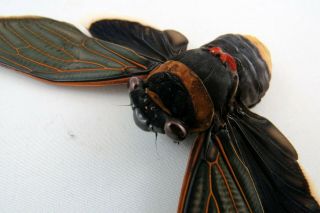 Tacua Speciosa (Spread) giant rainforest cicada Taxidermy REAL Insect TS51801 2