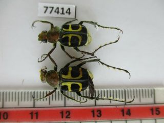 77414 Cetoniidae.  Epitrichius Australis.  Vietnam Central