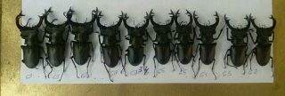Coleoptera Lucanidae Lucanus Cervus A1/ 10 Piece/60 - 69 Mm / Ukraina