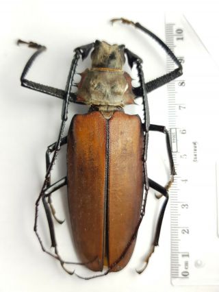 Cerambycidae,  Prioninae Callipogon Armillatus Peru 92mm
