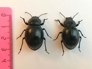 Phanerotomea Sp.  1 - Angola - Pair - Coleoptera,  Tenebrionidae
