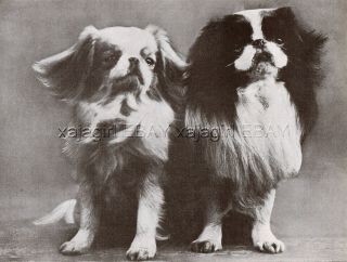 Dog Japanese Chin Champions (named),  Vintage Print 1930s