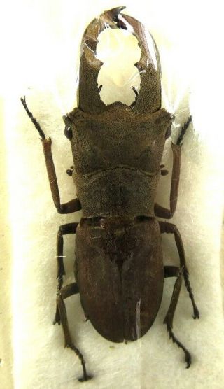 Beetles,  (fs105),  Lucanidae,  Cyclommatus Incognitus,  Siberut
