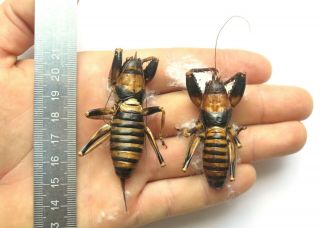 Katydid.  Orthoptera.  Oncodopus Zonatus.  Pair.  Madagascar.  With Gps Date.