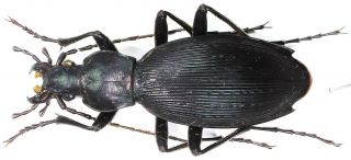 3.  Carabidae - Carabus (apotomopterus) Tanakaianus Sstr.  Female