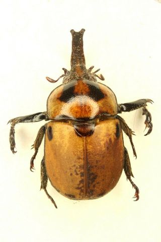Cerambycidae Scarabaeidae Rutelinae Ceroplophana Modigliani N Sumatra