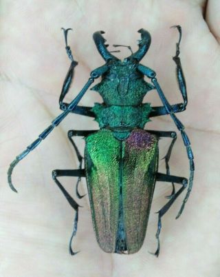 Coleoptera Cerambycidae Psalidognathus Superbus Male 56mm From - Peru