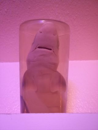 Vintage Real Shark In A Bottle Taxidermy Shark In A Jar