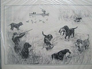 Irish Water Spaniel Labrador Retriever Duck Hunting Print Chessie 11 " By 14 "
