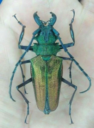 Coleoptera Prioninae Psalidognathus Superbus Male 53mm From - Peru