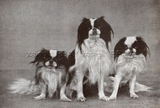 Dog Japanese Chin & Pekingese Dogs,  Vintage Print 1930s