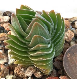 Succulent Plant - - Crassula 