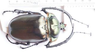 B36481 - Dynastidae: Cheirotonus Jansoni Ps.  Beetles Cao Bang Vietnam 75mm