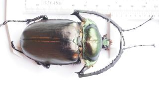B36480 - Dynastidae: Cheirotonus Jansoni Ps.  Beetles Cao Bang Vietnam 73mm
