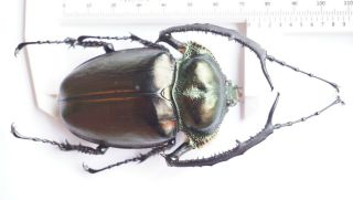 B36479 - Dynastidae: Cheirotonus Jansoni Ps.  Beetles Cao Bang Vietnam 73mm