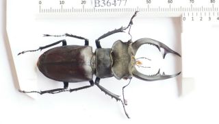 B36477 - Lucanus Nobilis Ps.  Beetles Yen Bai Vietnam 66mm