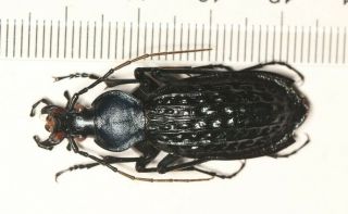 Carabidae Carabus Coptolabrus Apotomopterus Guangxi (7)