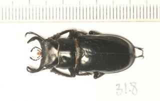 Lucanidae Lucanus Pseudolucanus Sp.  Nw Yunnan 31.  8mm
