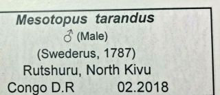 Lucanidae: Mesotopus tarandus Male 76,  - Congo D.  R. 3