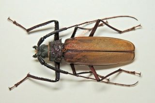 Cerambycidae - Macrotoma Gracilipes 61mm From Gabon Khj743